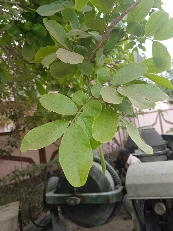 Sapindus trifoliatus leaf