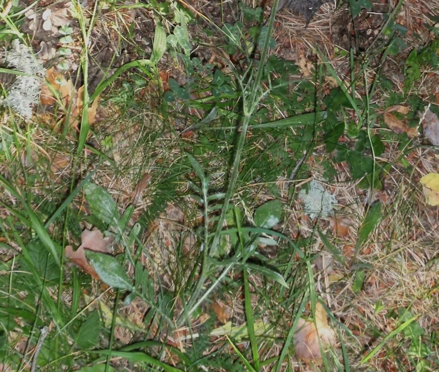 Knautia collina leaf