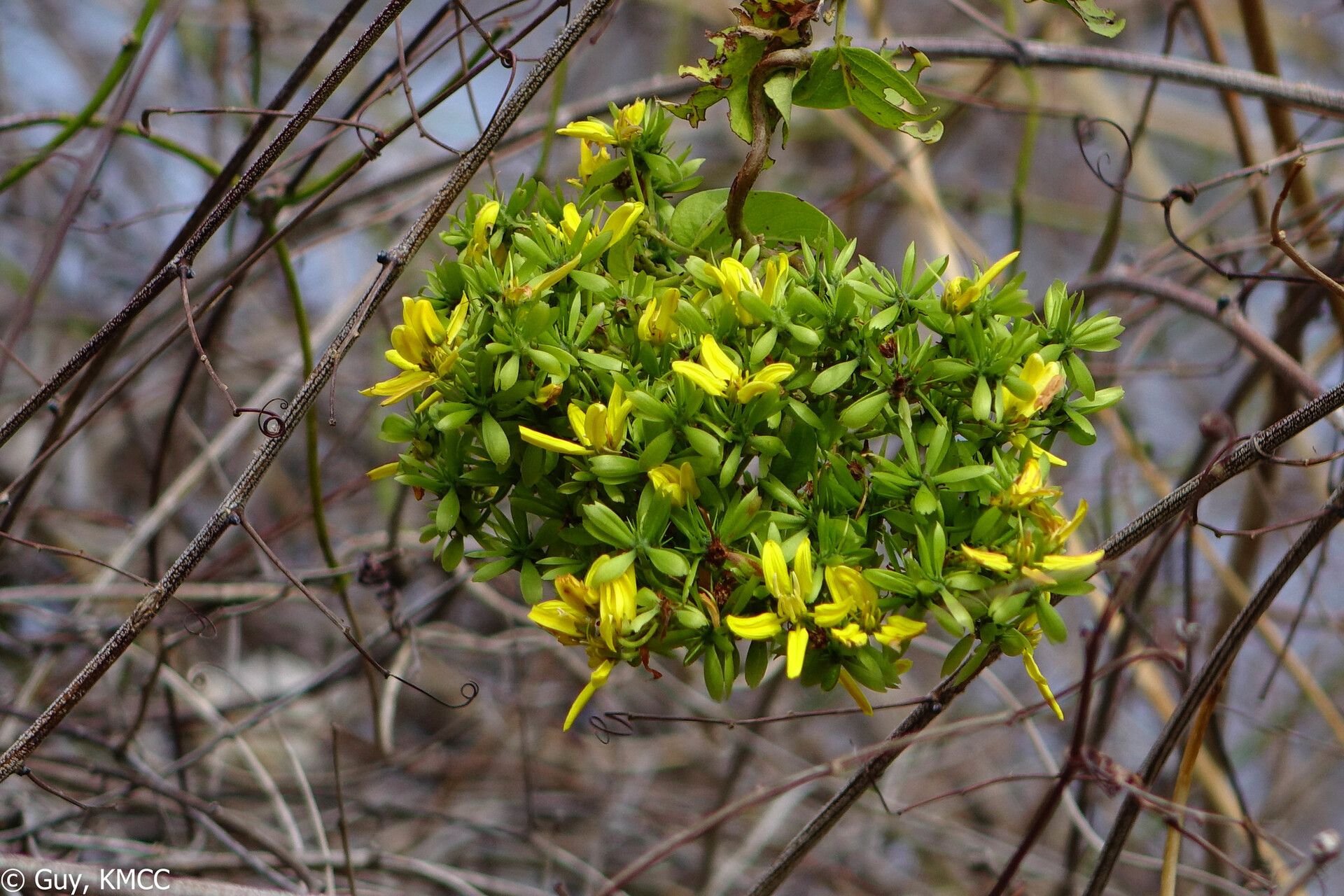 Tristellateia dulcamara — related species from the same genus