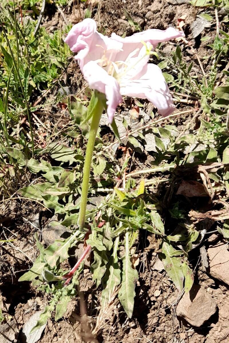 Oenothera acaulis habit