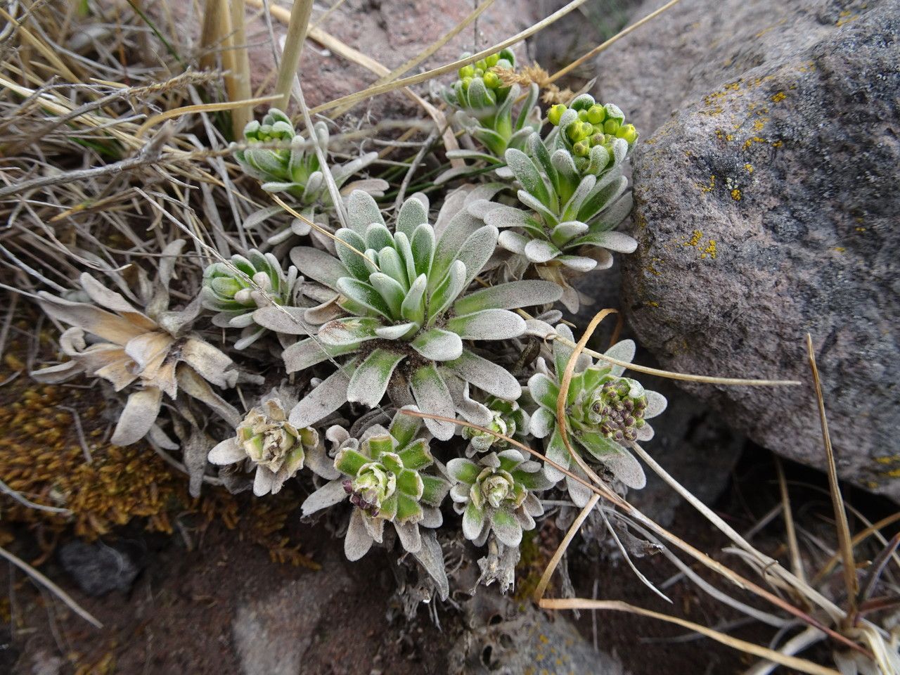 Draba nivicola habit