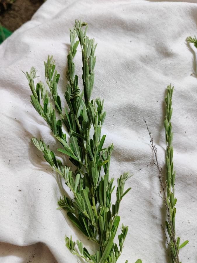 Filago arvensis leaf