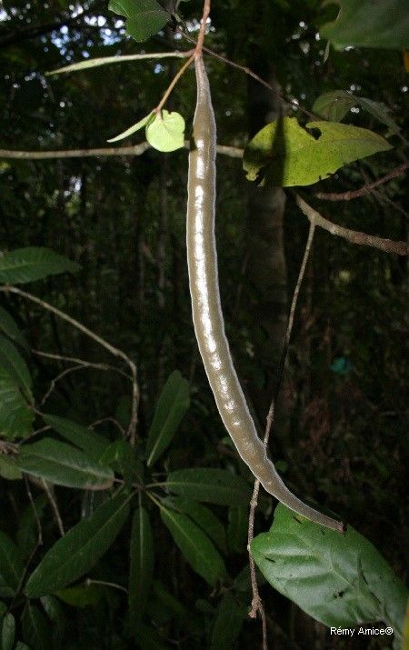 Atractocarpus aragoensis fruit