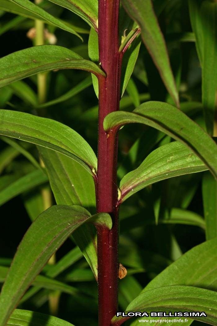 Digitalis lanata bark