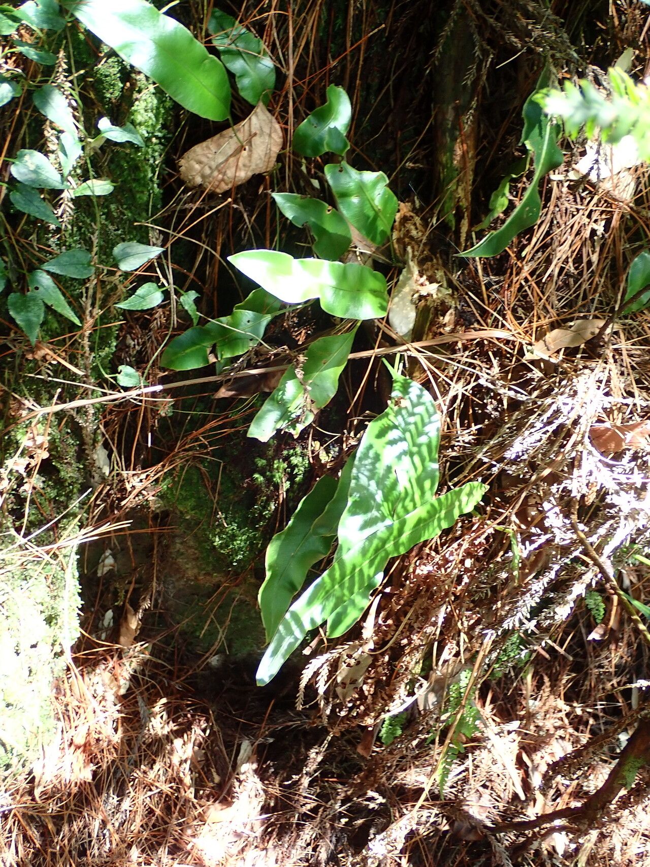 Elaphoglossum angulatum — houseplant care guide