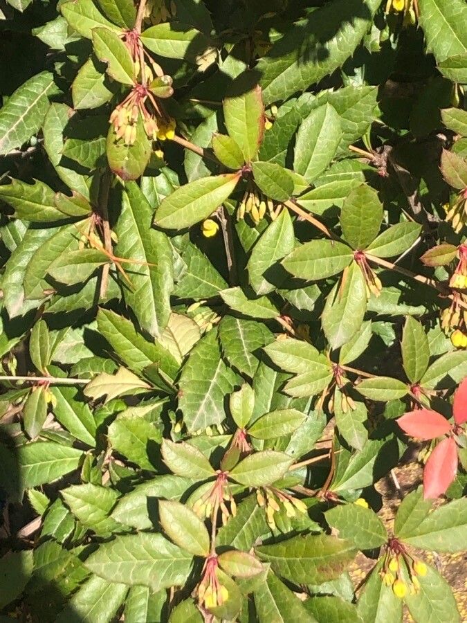 Berberis manipurana leaf