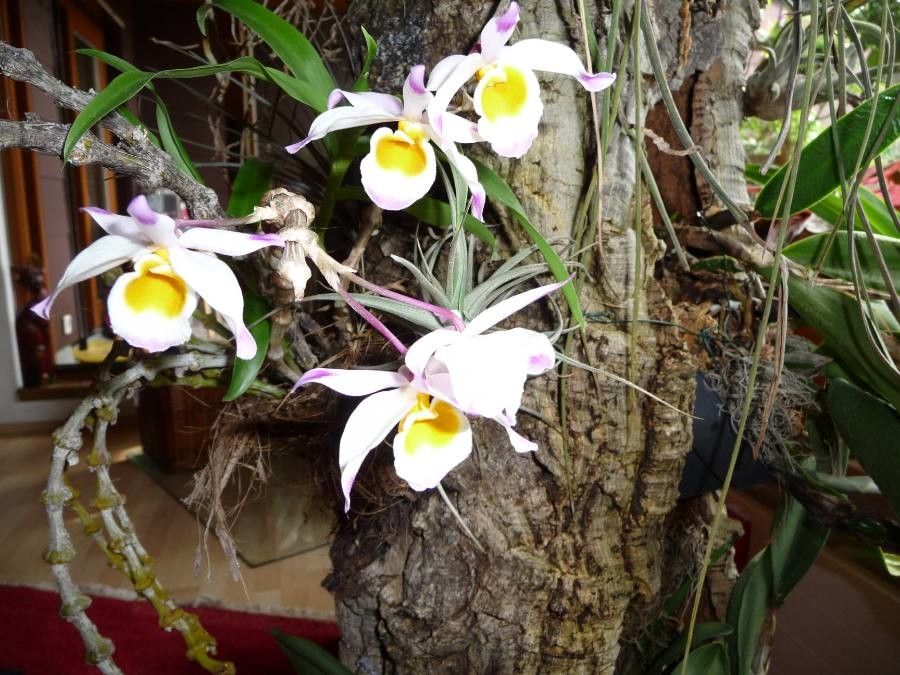 Dendrobium crepidatum habit