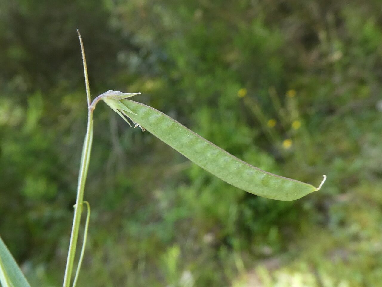 Lathyrus angulatus fruit