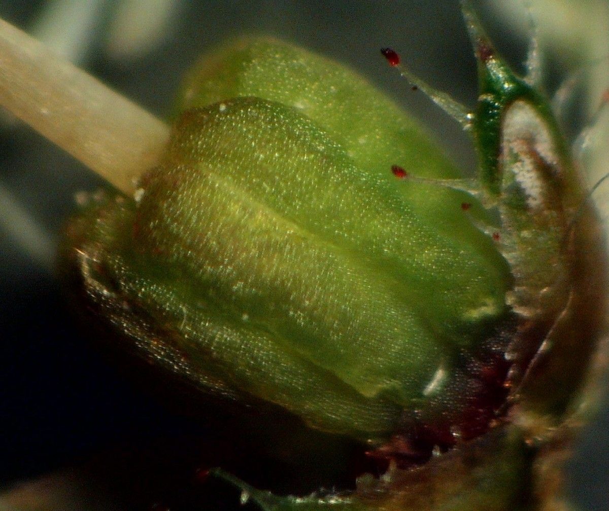 Erica mackaiana fruit