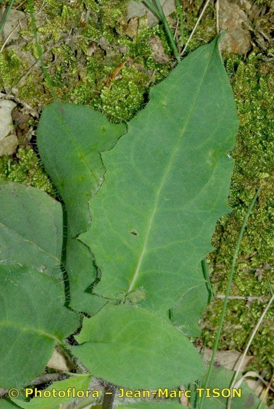 Hieracium maestum habit