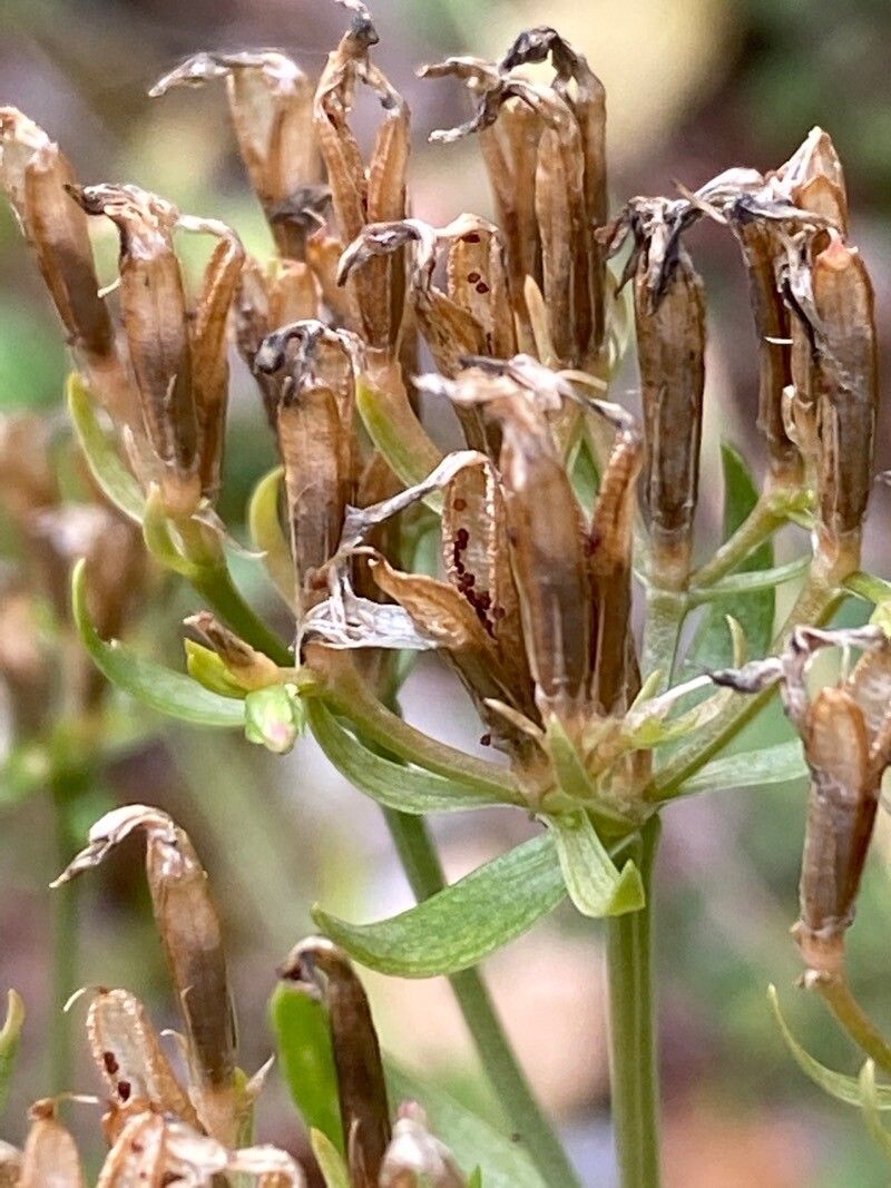 Centaurium erythraea fruit