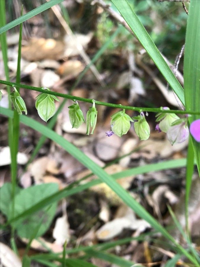 Cephalanthera rubra fruit