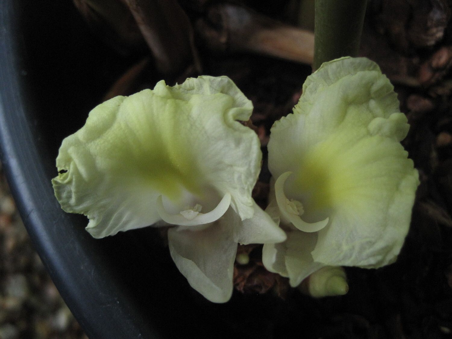 Aframomum fragrans — houseplant care guide