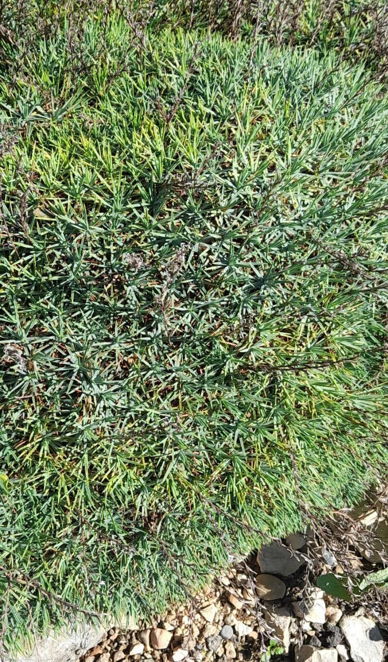 Acantholimon acerosum habit