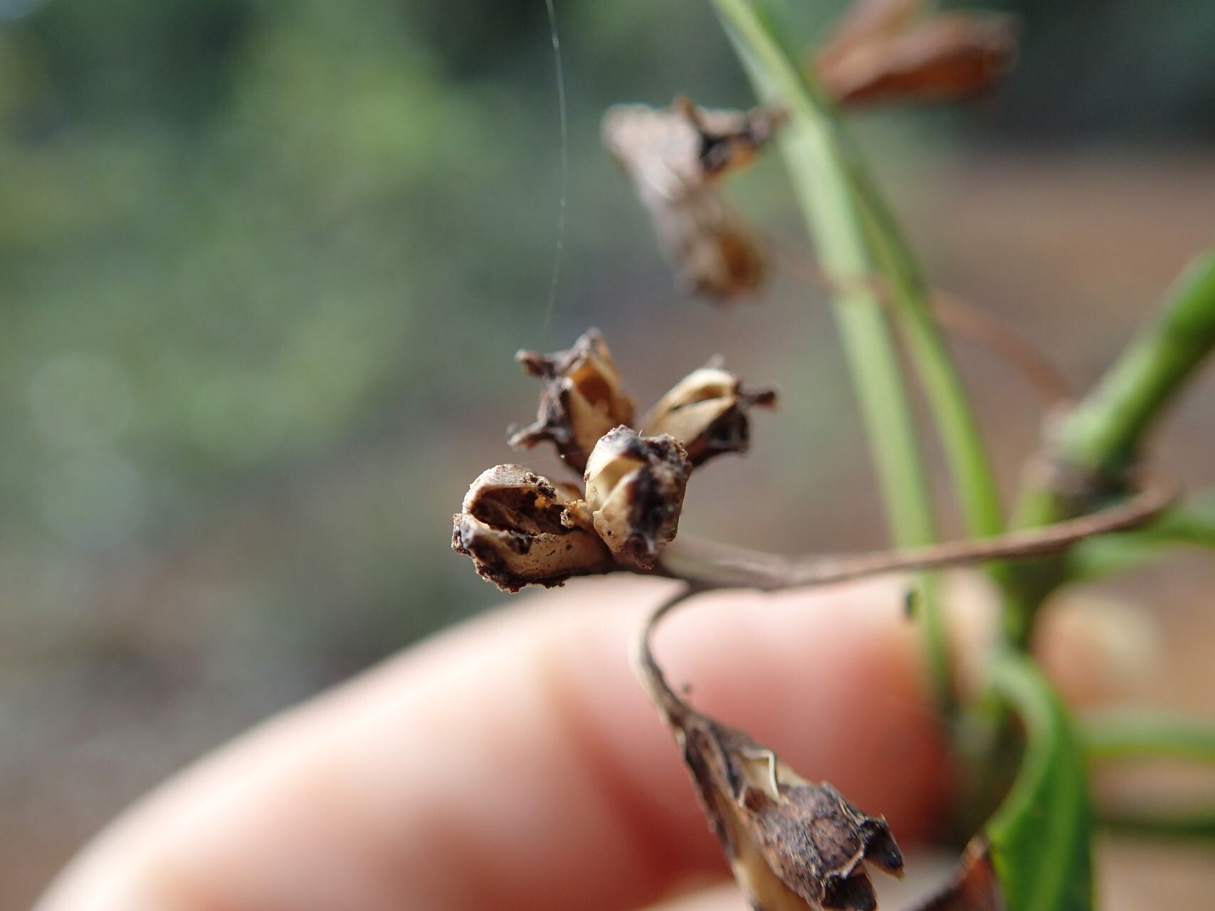 Thiollierea parviflora fruit