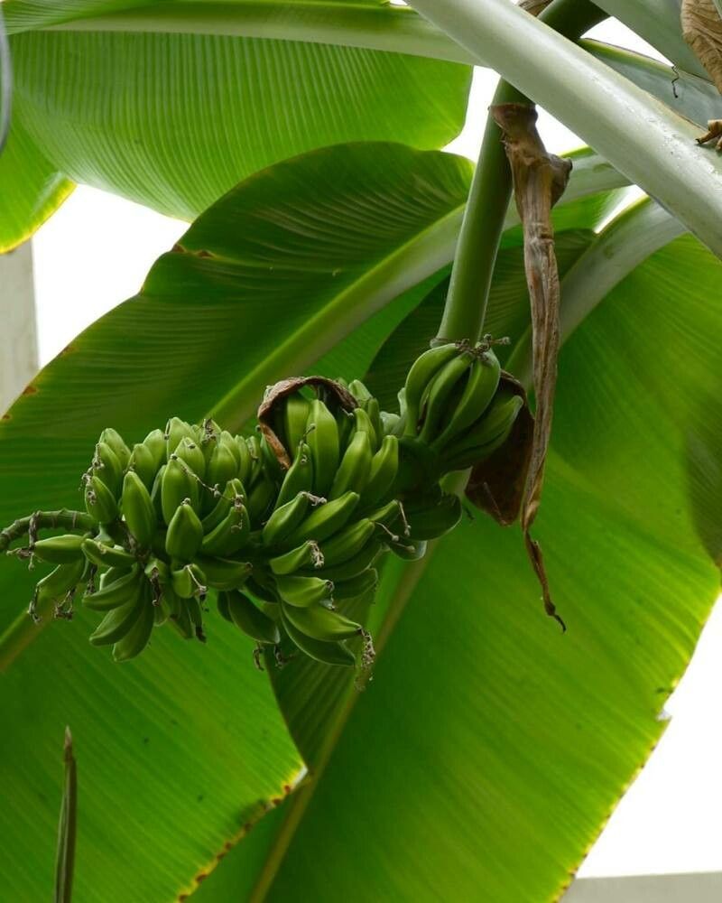 Musa × paradisiaca fruit