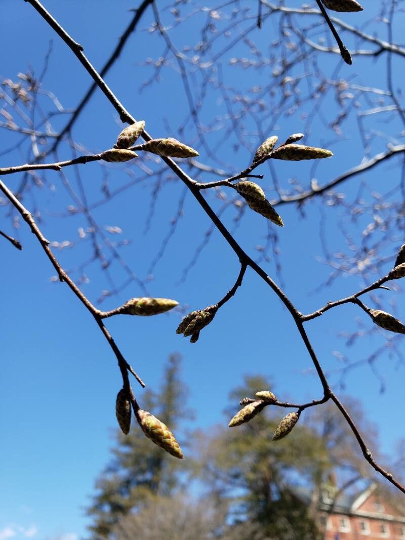 Carpinus tschonoskii flower