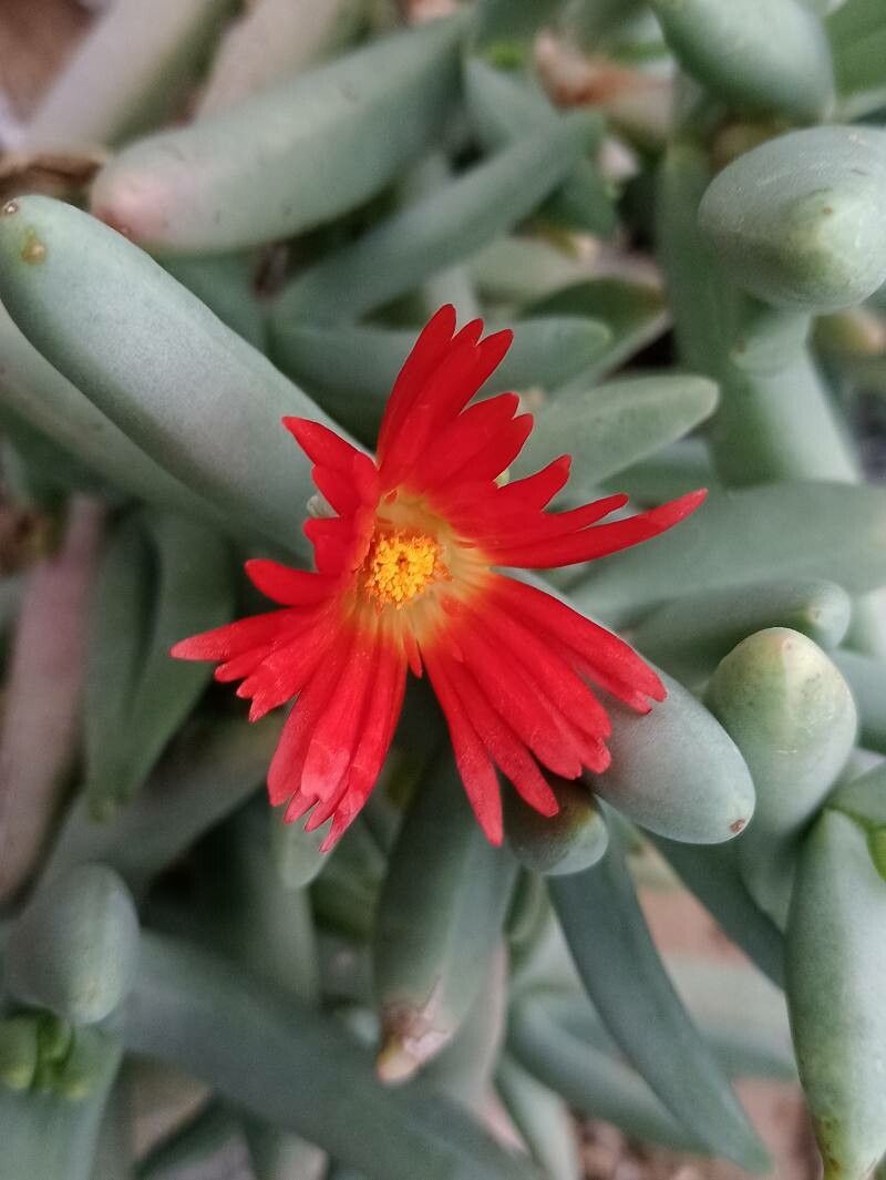 Astridia herrei flower