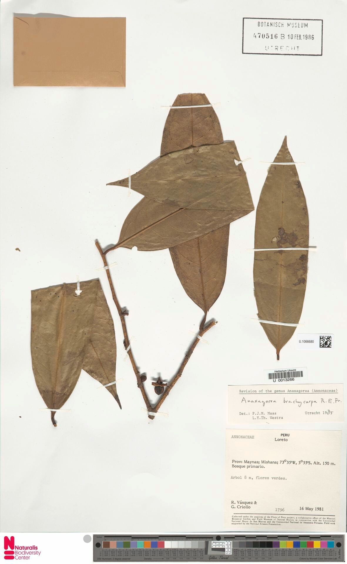 Anaxagorea brachycarpa leaf