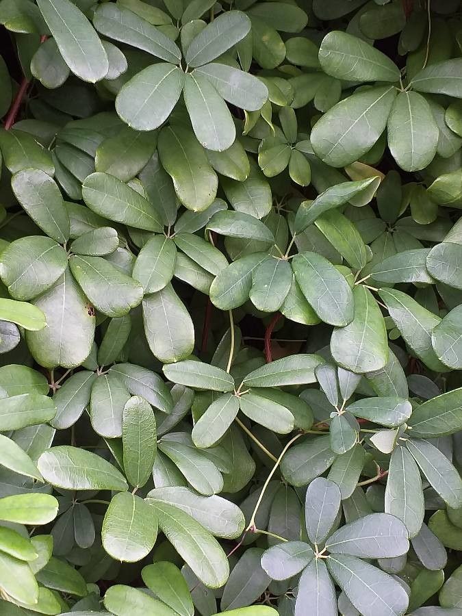 Akebia longiracemosa — related species from the same genus