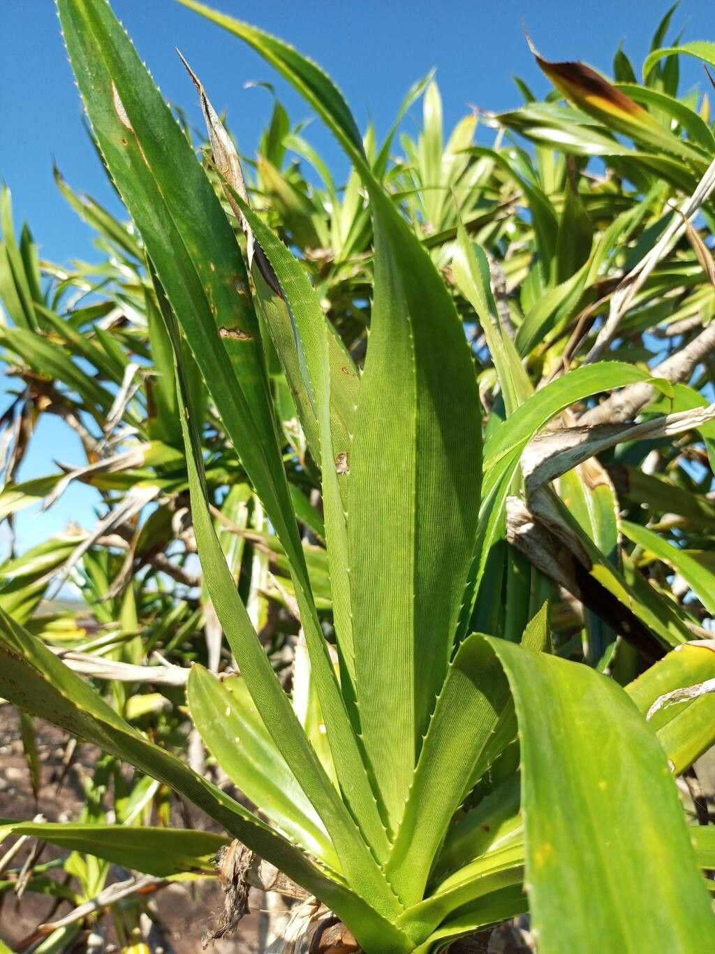 Pandanus pervilleanus — houseplant care guide