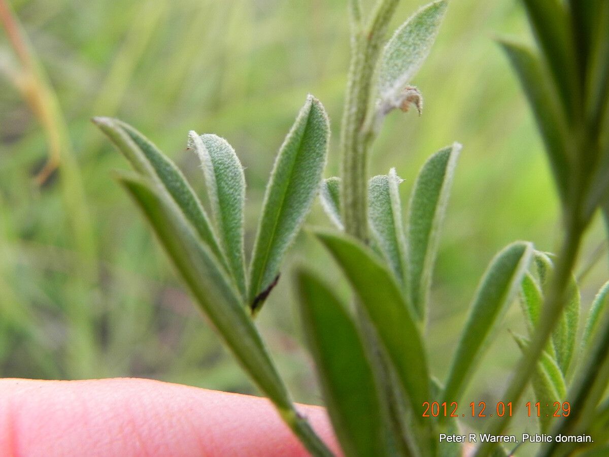 Indigofera hilaris leaf