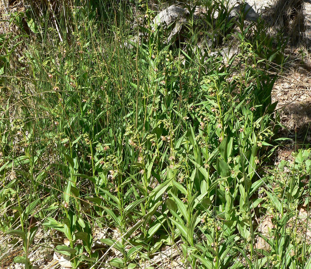 Epipactis gigantea habit