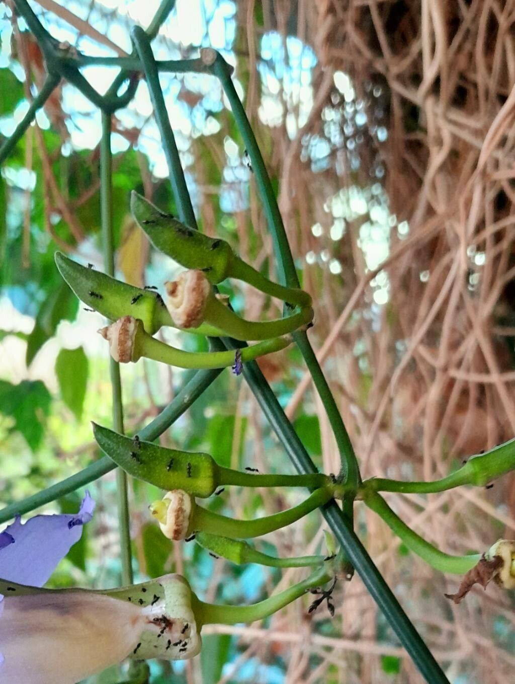 Thunbergia grandiflora fruit