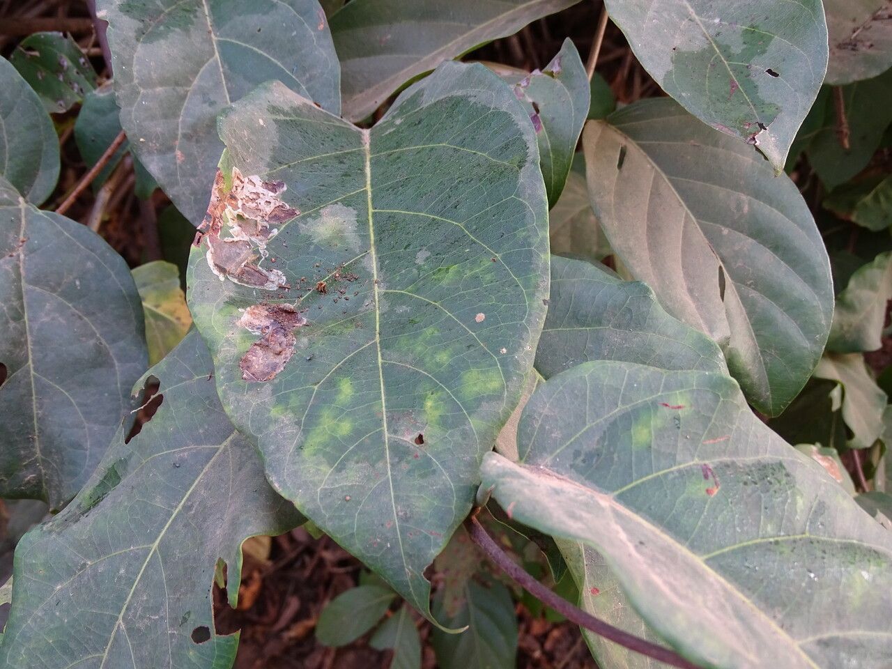 Sarcocephalus latifolius leaf