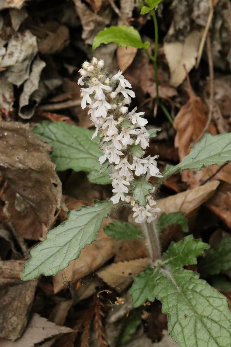 Ajuga nipponensis — search result for 'Ajuga'