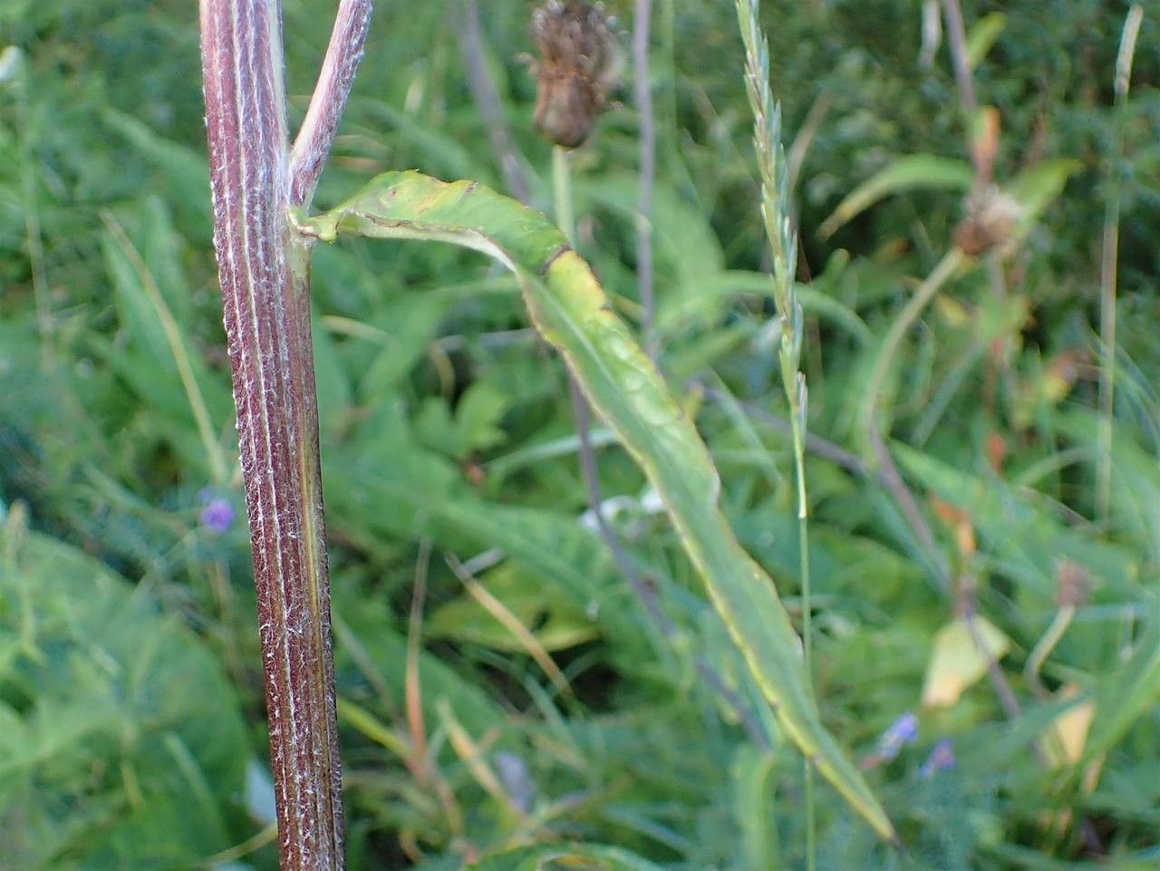 Cirsium heterophyllum fruit