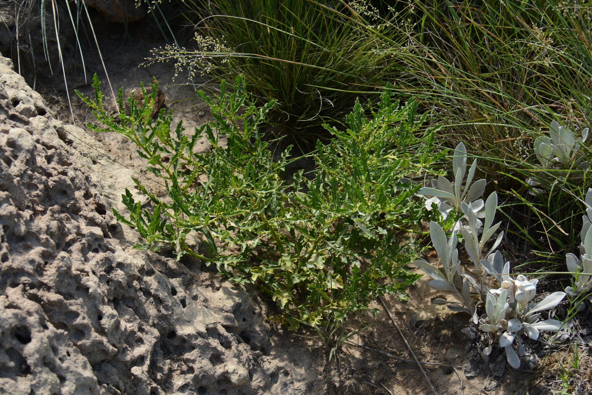 Solanum sodomaeodes habit