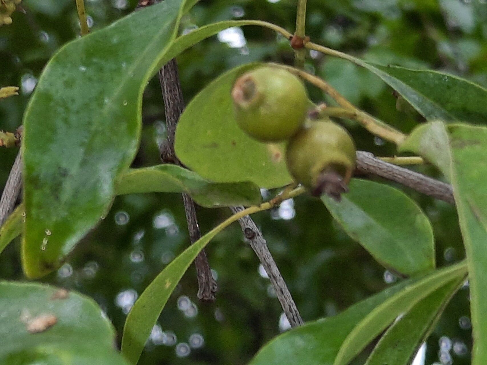 Santalum album fruit