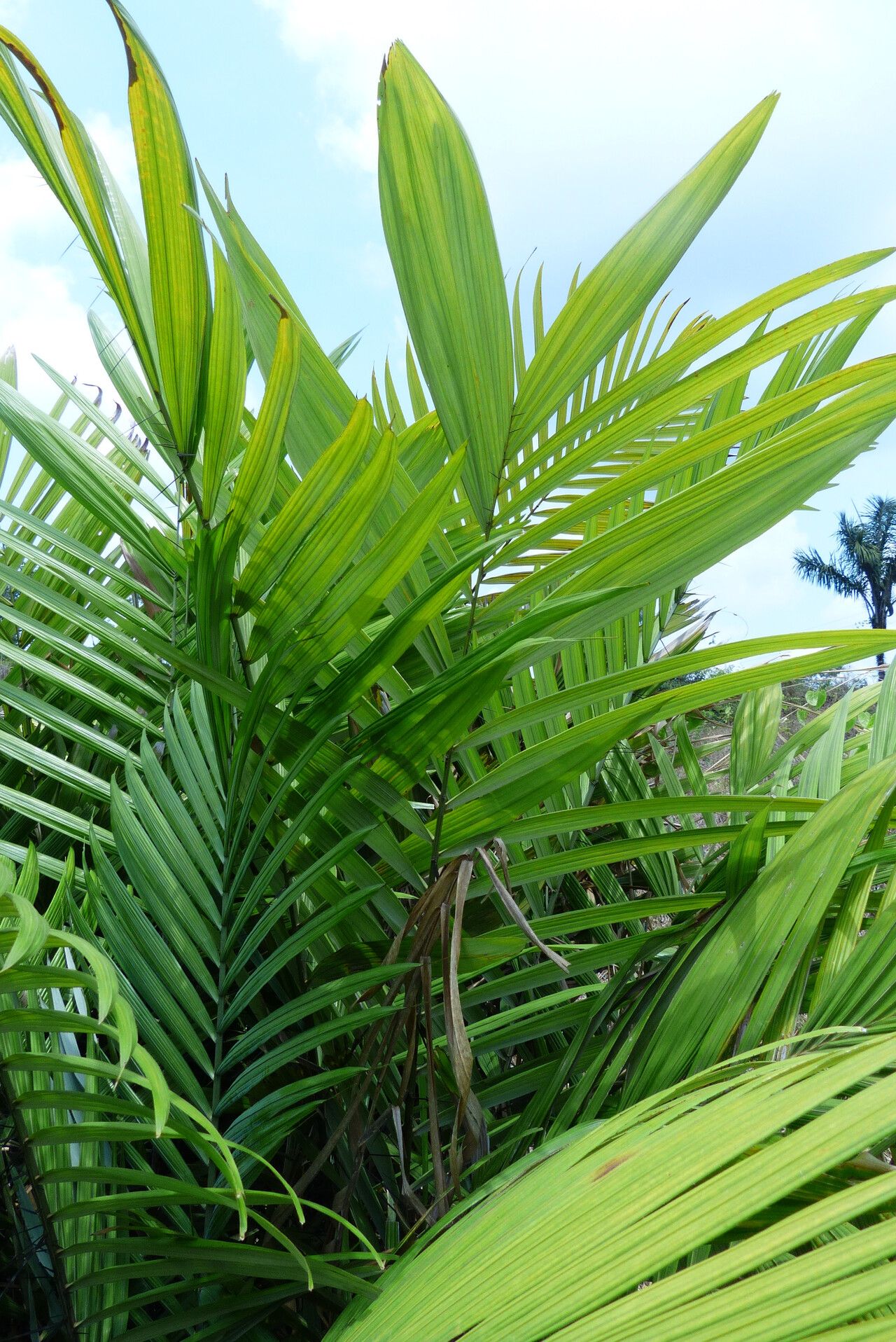 Astrocaryum aculeatum — related species from the same genus