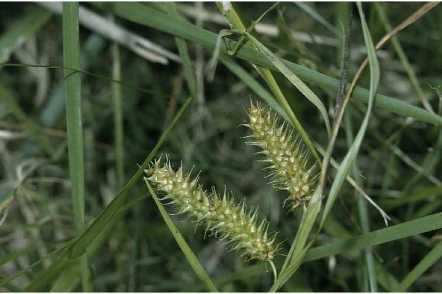Carex baileyi — houseplant care guide