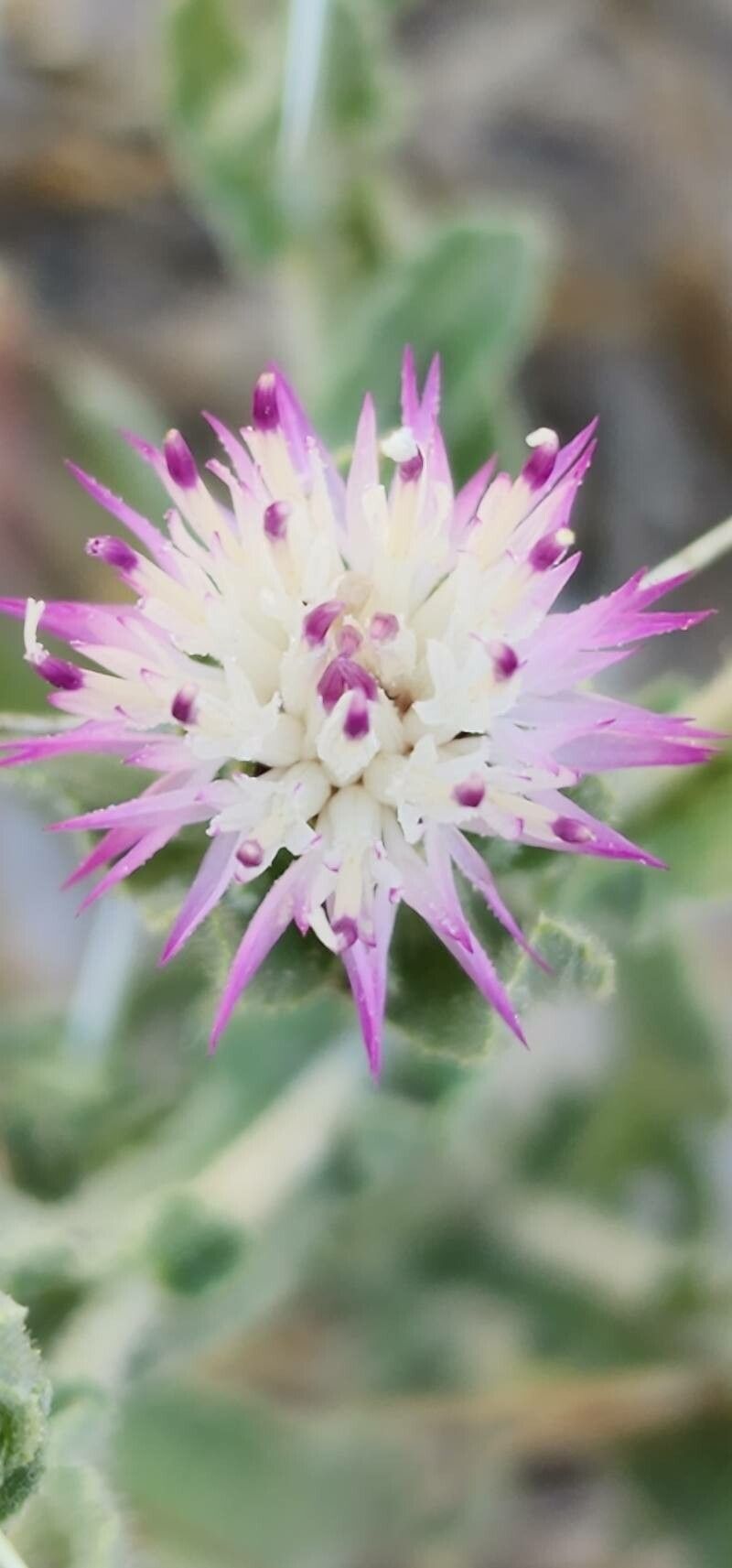 Centaurea bruguieriana flower