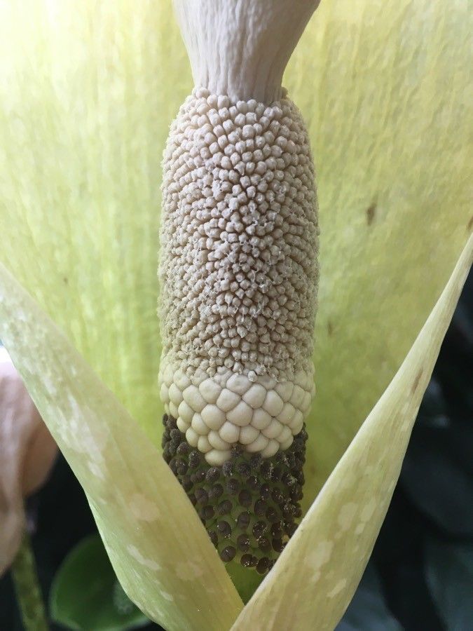 Amorphophallus amygdaloides flower