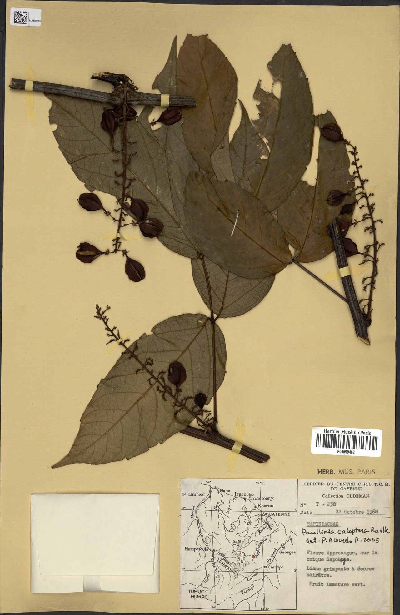 Paullinia caloptera fruit