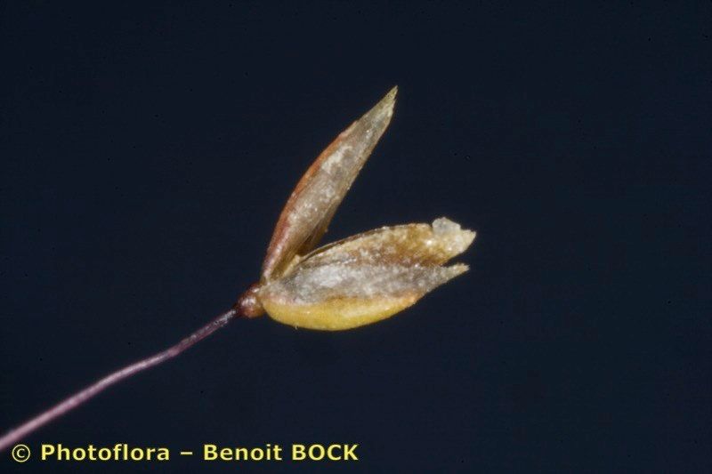 Molineriella minuta fruit