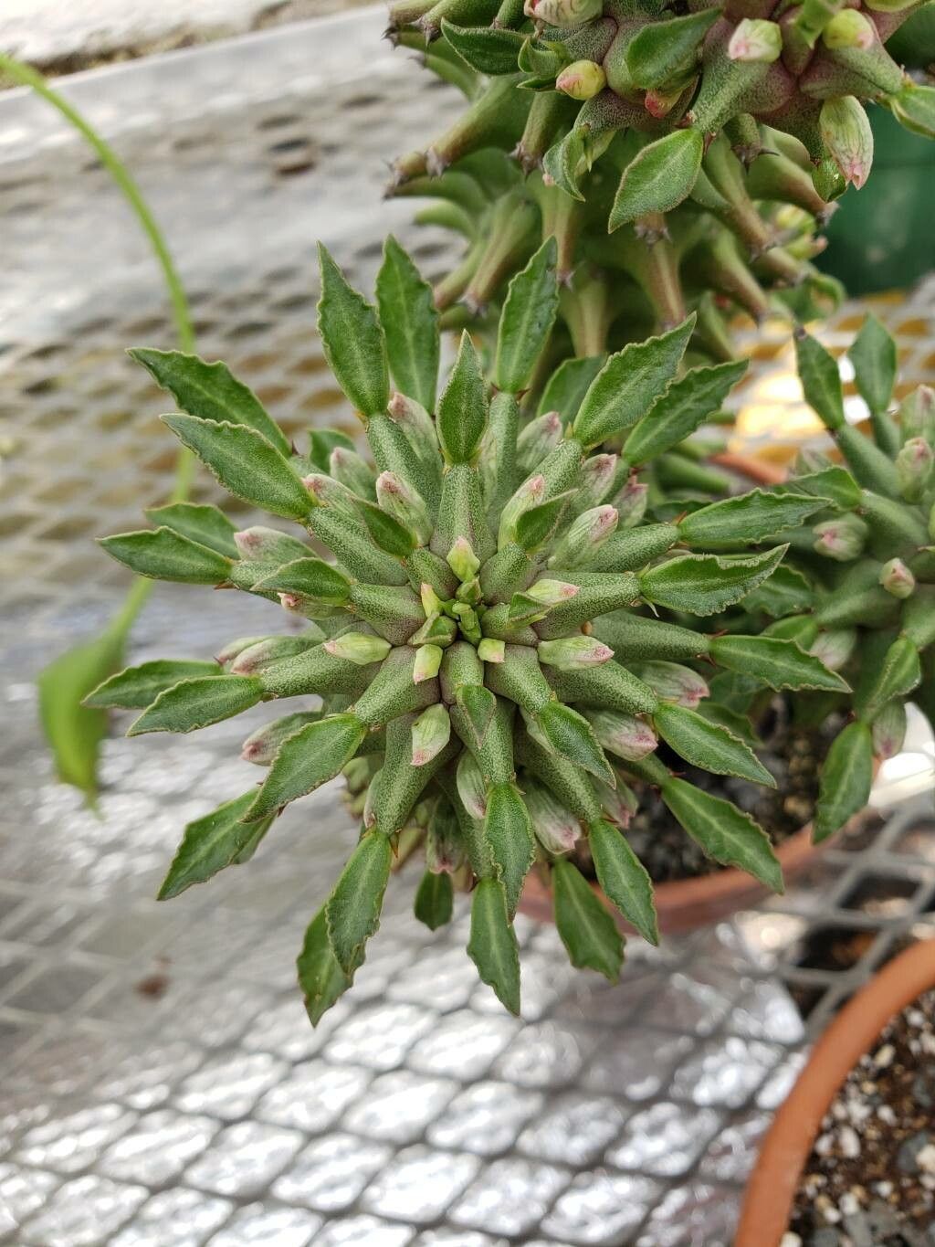 Euphorbia schubei — houseplant care guide