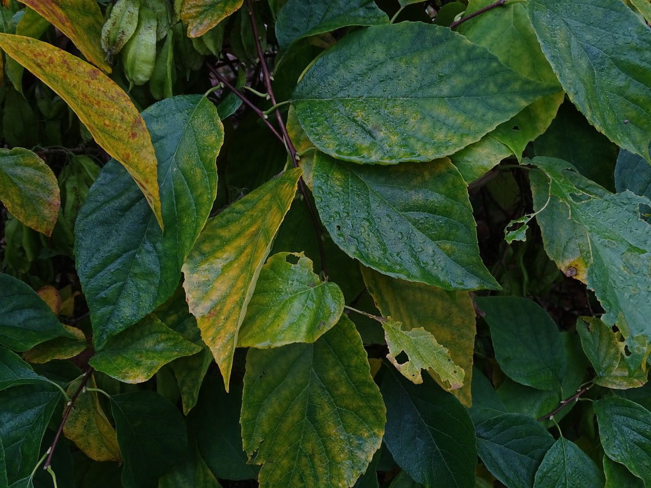 Halesia diptera leaf