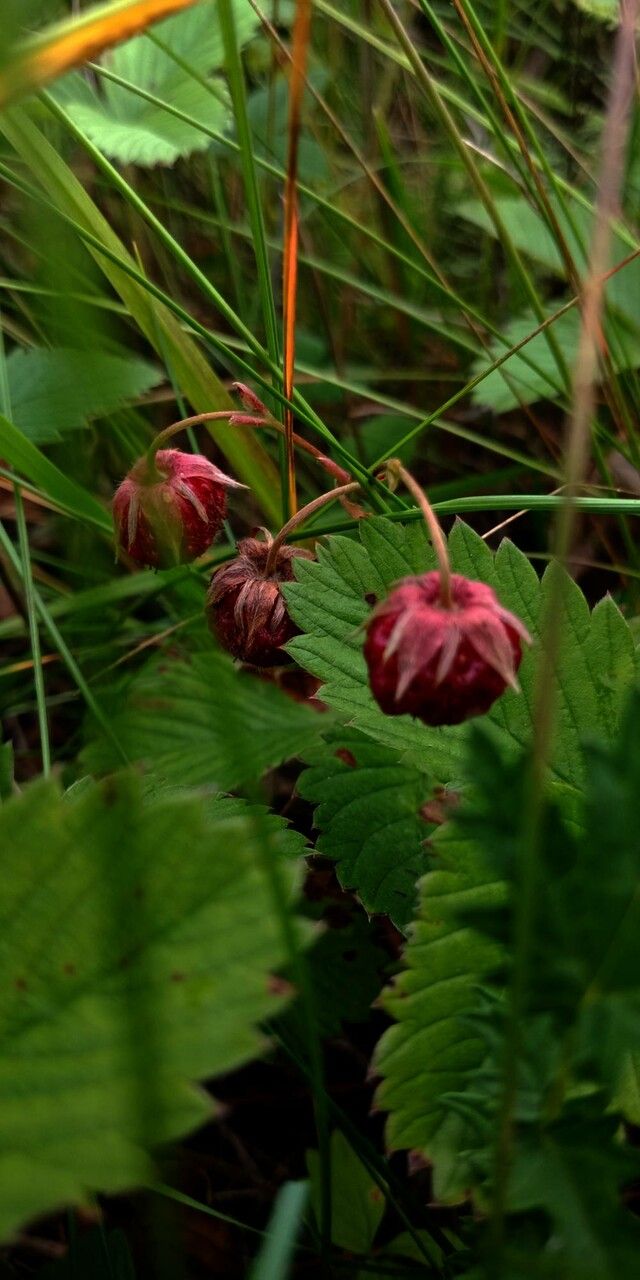 Fragaria viridis fruit