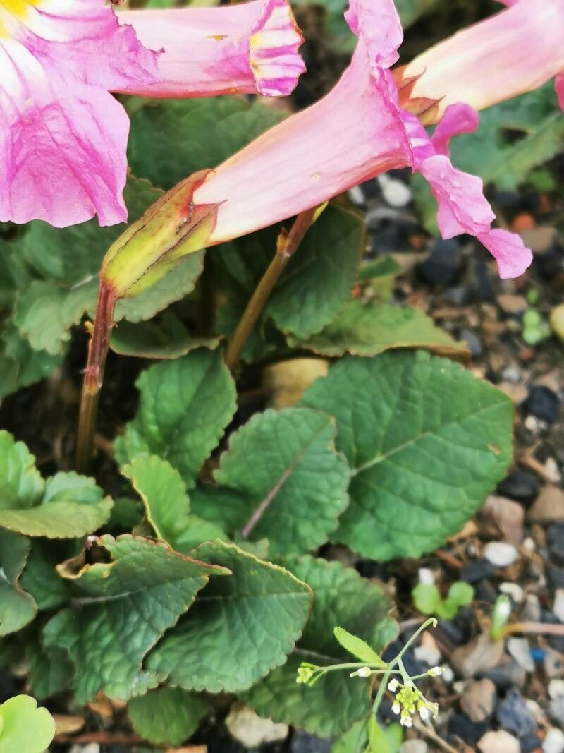 Incarvillea compacta — related species from the same genus