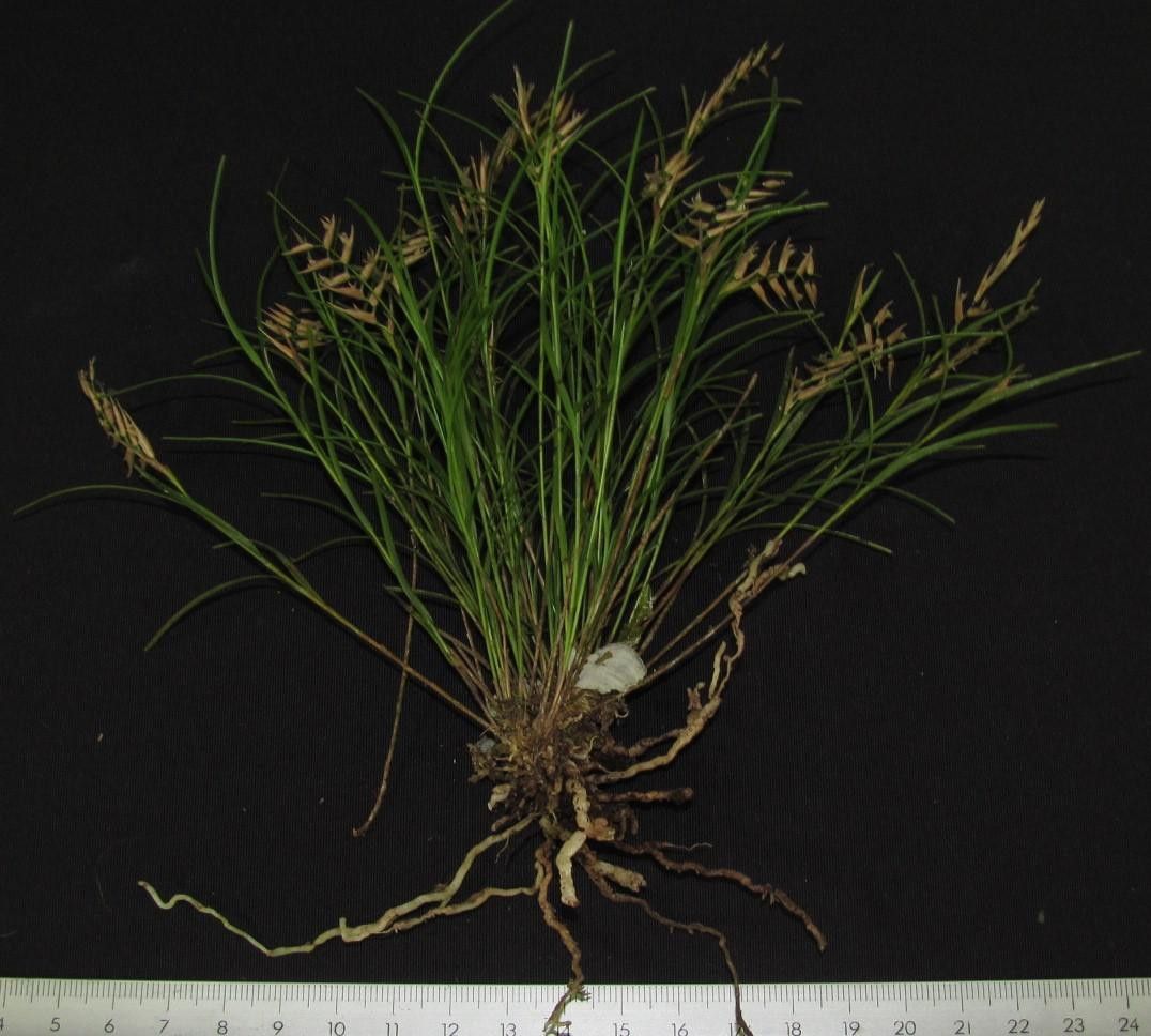 Elleanthus poiformis other