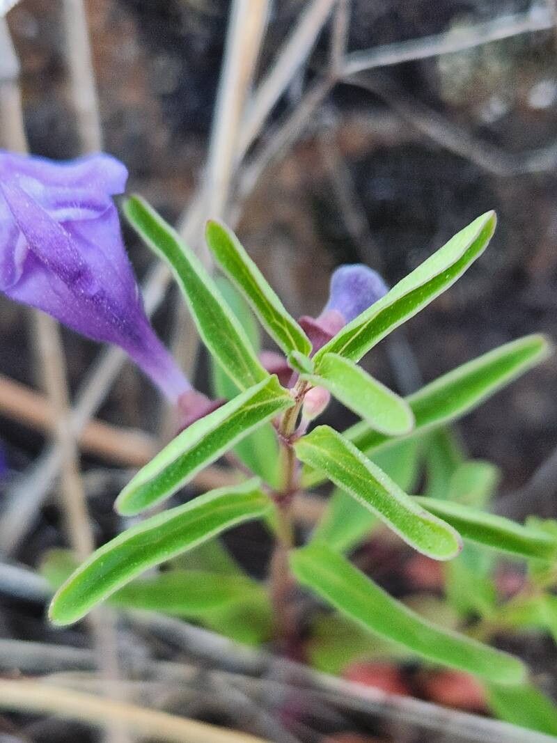 Scutellaria angustifolia — houseplant care guide