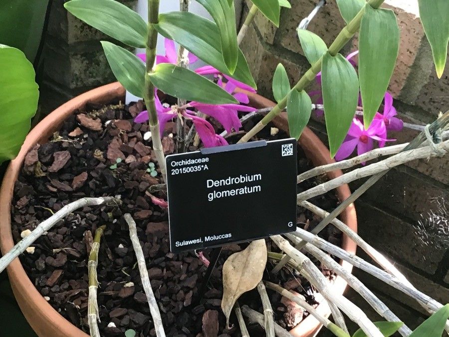 Dendrobium glomeratum bark