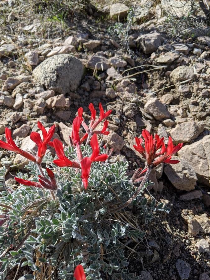 Astragalus coccineus — houseplant care guide