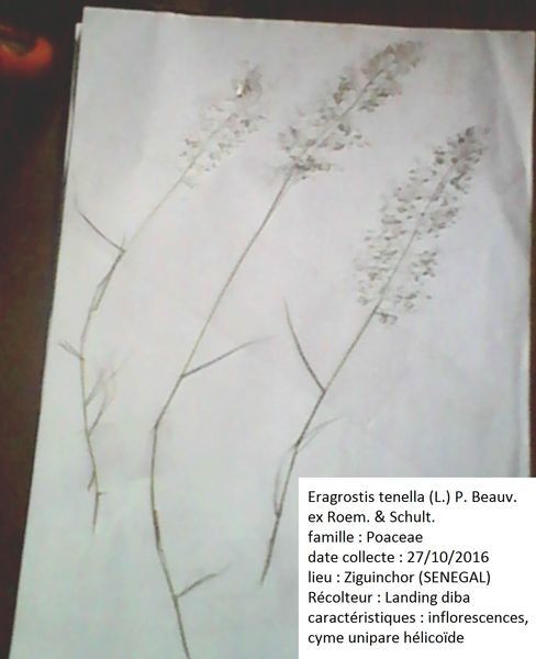 Eragrostis tenella — search result for 'Eragrostis'