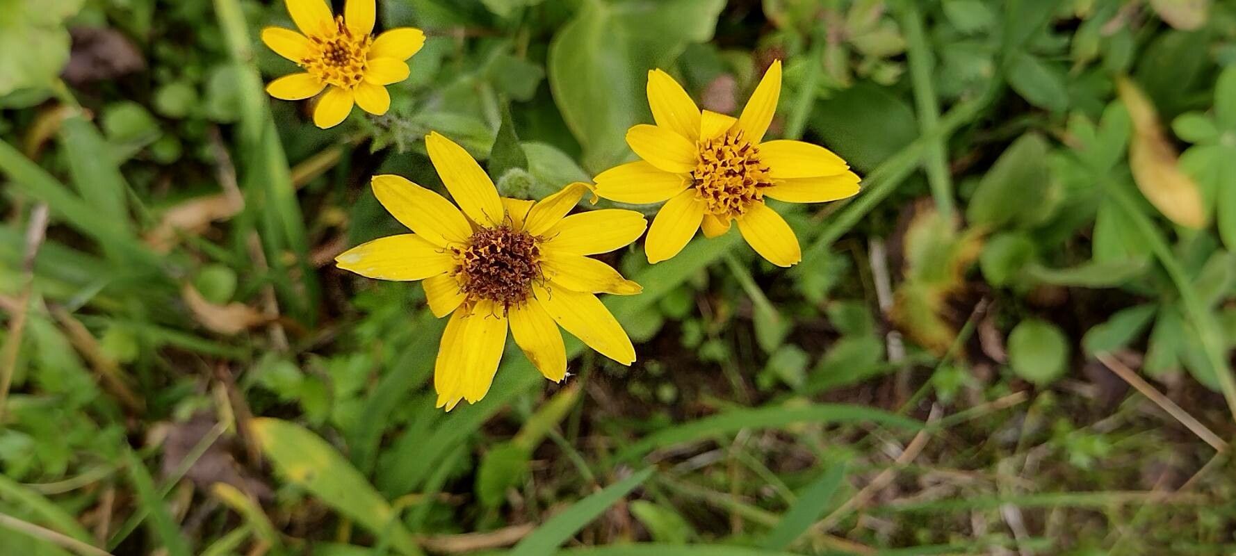 Arnica mollis flower