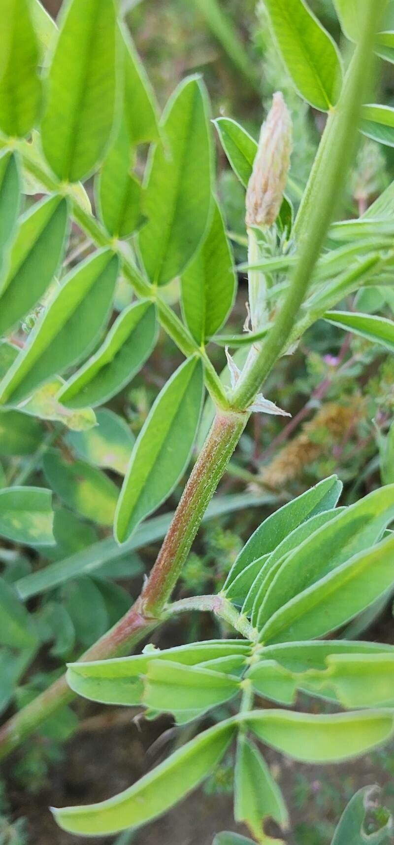 Onobrychis lunata bark